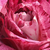 Roz - Trandafir pentru straturi Floribunda - Purple Tiger